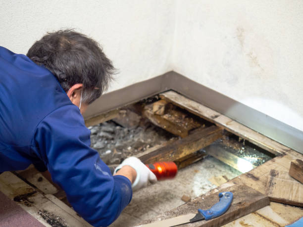Best Residential Mold Removal  in New Bedford, MA