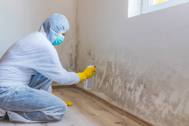 Office Mold Removal Services in New Bedford, MA