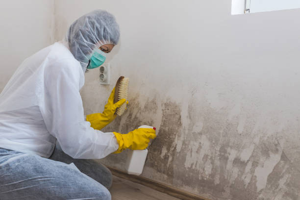 Best Mold Cleaning Services  in New Bedford, MA