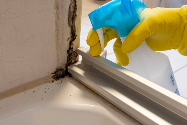 Best Commercial Mold Removal  in New Bedford, MA