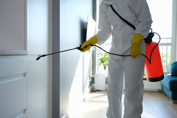 Best Mold Remediation  in New Bedford, MA