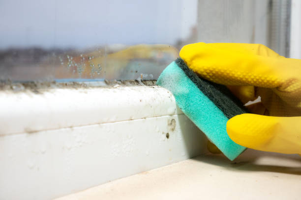 Best Office Mold Removal Services  in New Bedford, MA