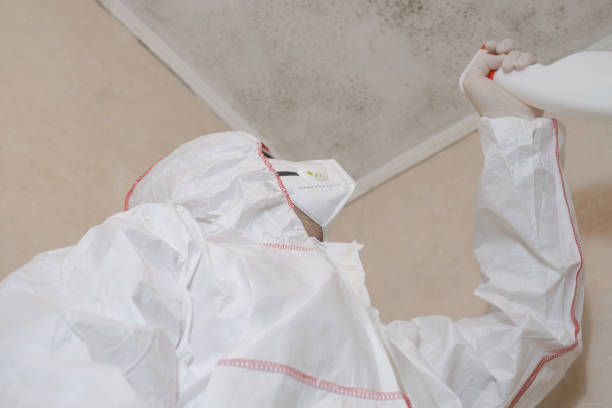 Best Local Mold Removal Service  in New Bedford, MA