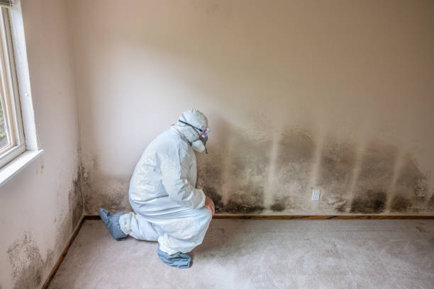 Best Crawl Space Mold Removal  in New Bedford, MA