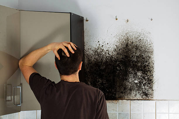 Best Toxic Mold Removal  in New Bedford, MA