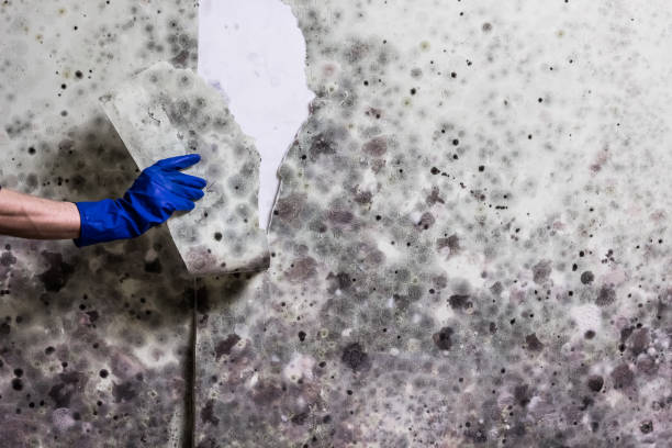 Best Home Mold Removal  in New Bedford, MA