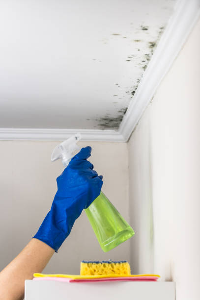 Best Mold Testing  in New Bedford, MA